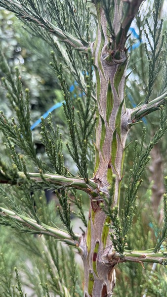 SEQUOIADENDRON GIGANTEUM
