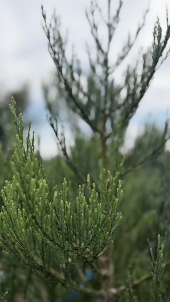 SEQUOIADENDRON GIGANTEUM