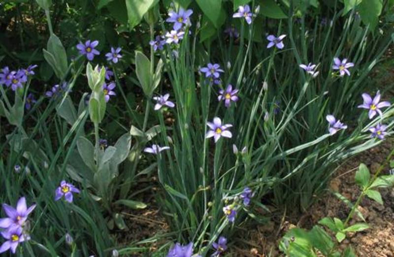 SISYRINCHIUM ANGUSTIFOLIUM