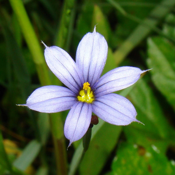 SISYRINCHIUM ANGUSTIFOLIUM