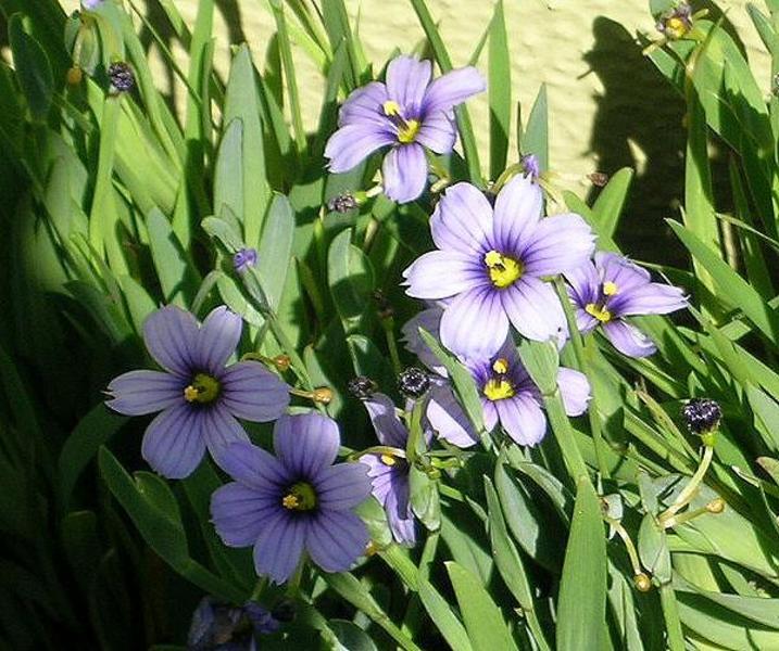 SISYRINCHIUM ANGUSTIFOLIUM