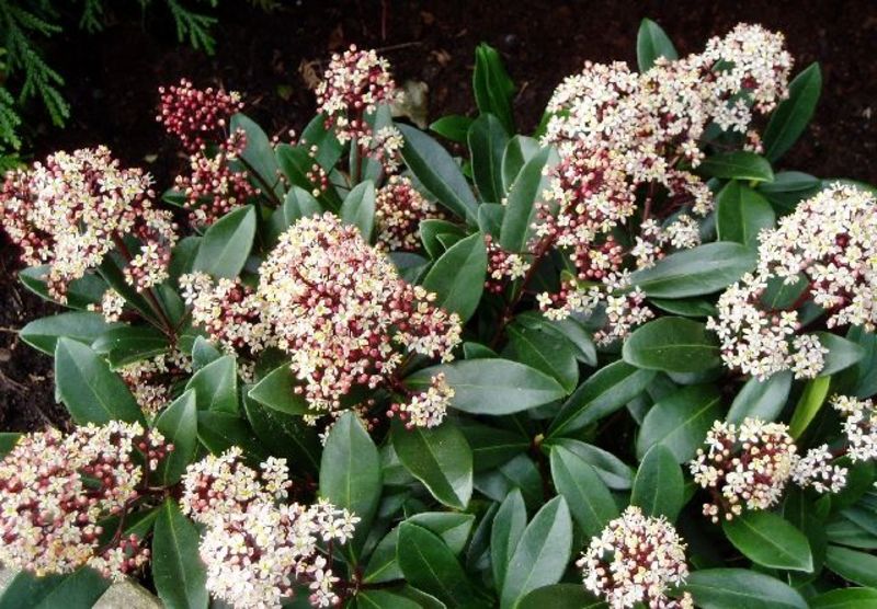 SKIMMIA JAPONICA RUBELLA