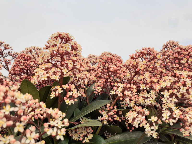SKIMMIA JAPONICA RUBELLA
