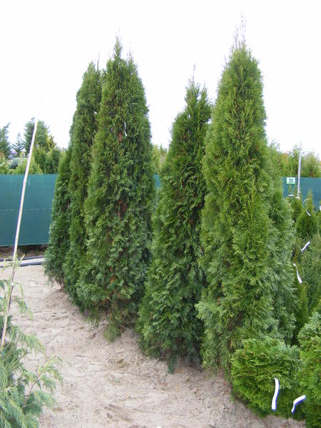 THUJA OCC. SMARAGD