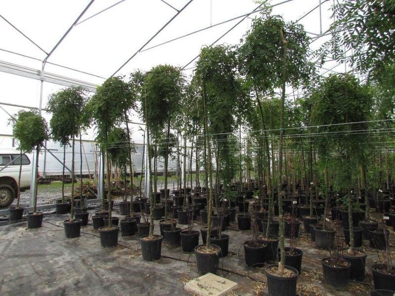 SOPHORA JAPONICA PENDULA
