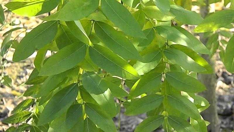 SOPHORA JAPONICA PENDULA