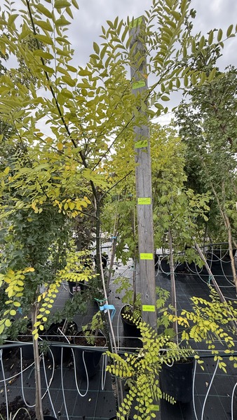 SOPHORA JAPONICA