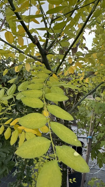 SOPHORA JAPONICA