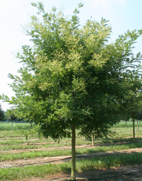 SOPHORA JAP.REGENT