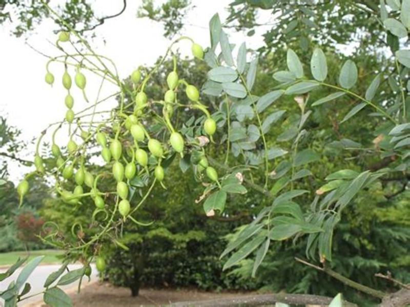 SOPHORA JAP.REGENT