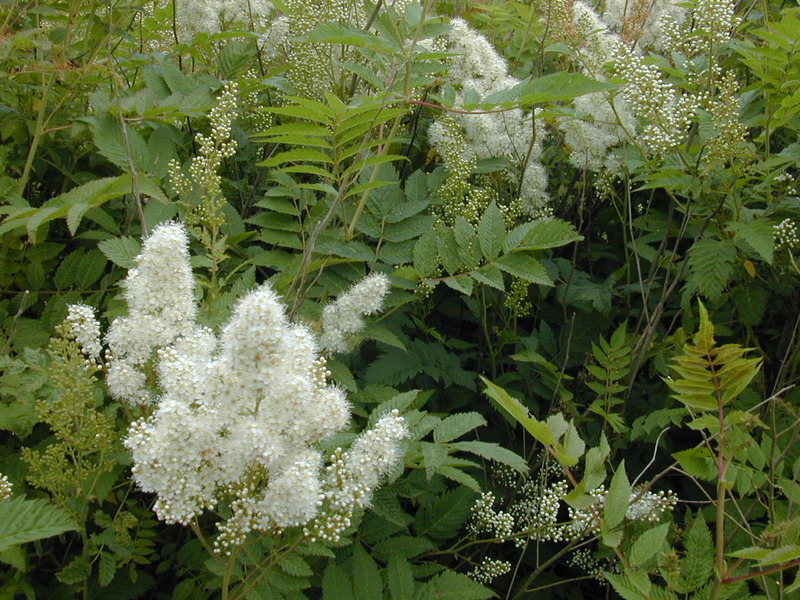 SORBARIA SORBIFOLIA