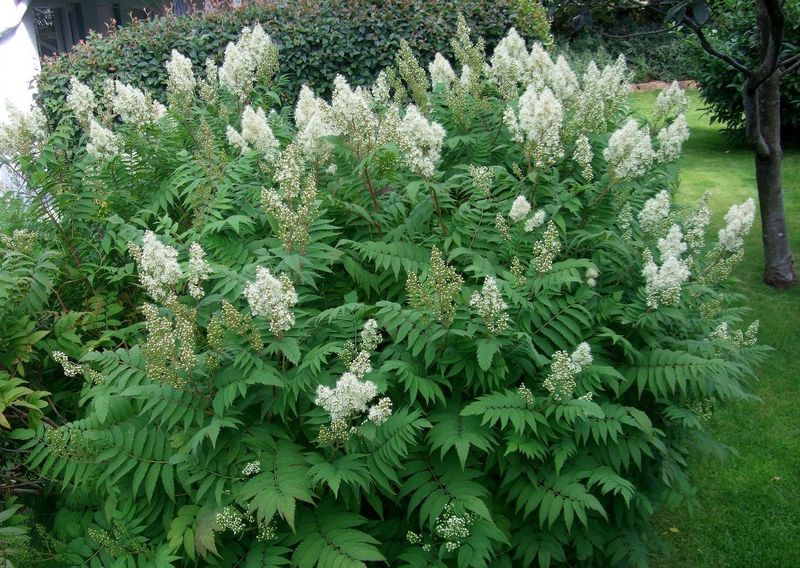 SORBARIA SORBIFOLIA