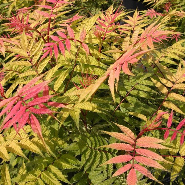 SORBARIA SORBIFOLIA SEM