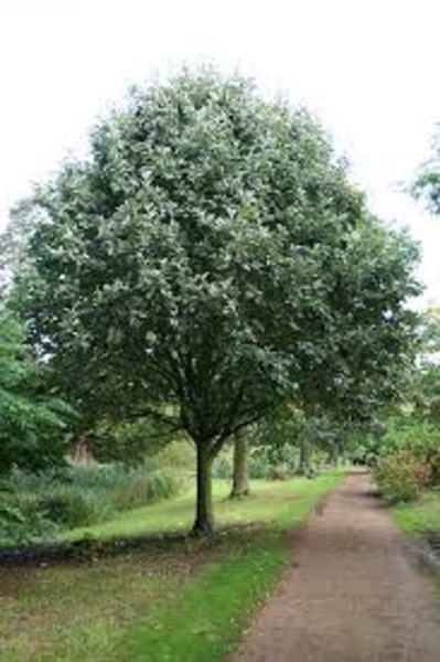 SORBUS ARIA F. CYCLOPHYLLA