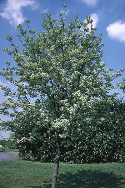 SORBUS ARIA LUTESCENS