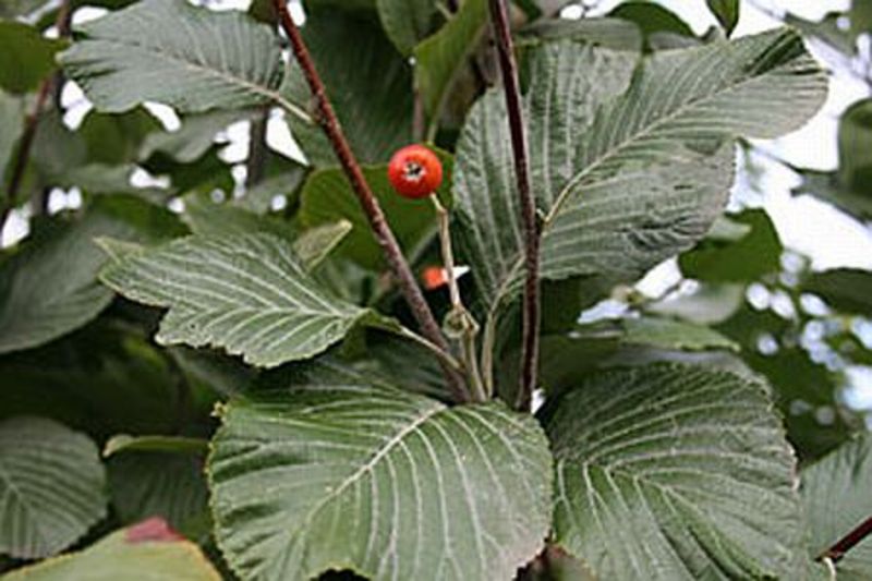 SORBUS ARIA LUTESCENS