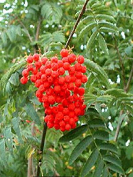 SORBUS AUCUPARIA WETTRA