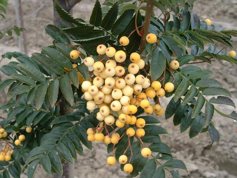 SORBUS ARNOLDI. GOLDEN WONDER