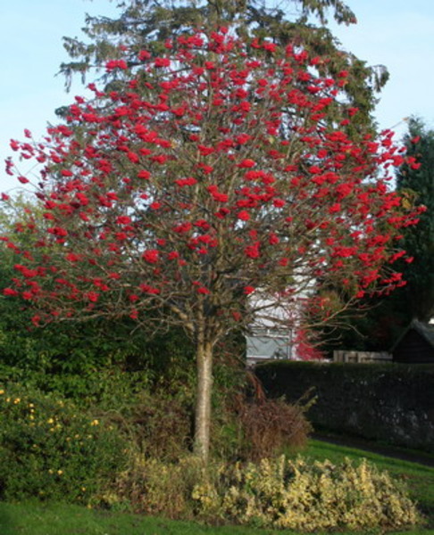 SORBUS AUCUPARIA
