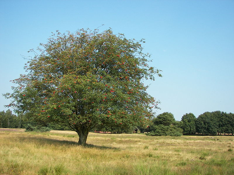 SORBUS AUCUPARIA