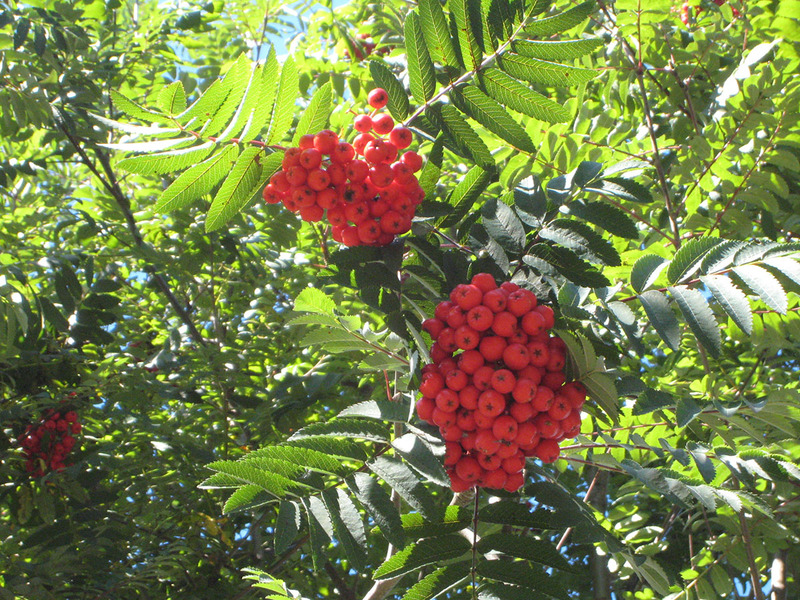 SORBUS AUCUPARIA CARD. ROYAL