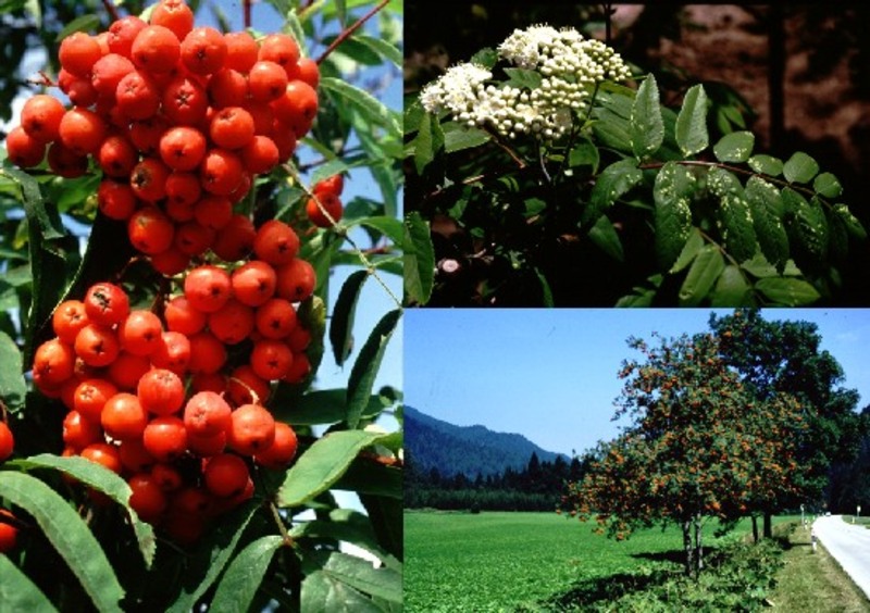 SORBUS AUCUPARIA EDULIS