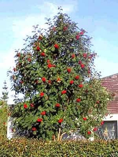 SORBUS AUCUPARIA EDULIS