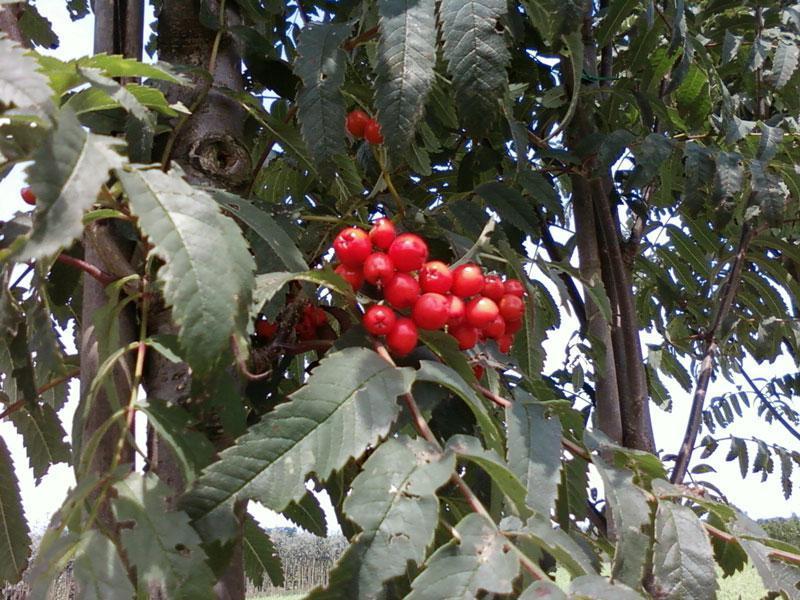 SORBUS AUCUPARIA FINGERPRINT
