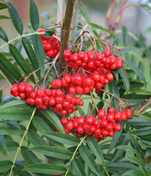 SORBUS COMMIXTA