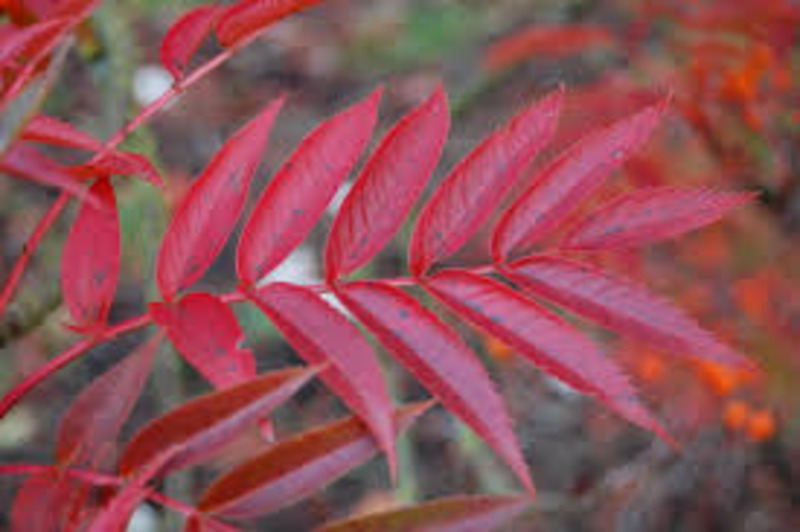 SORBUS CONMIXTA DODONG