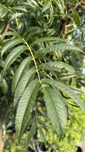 SORBUS CONMIXTA DODONG