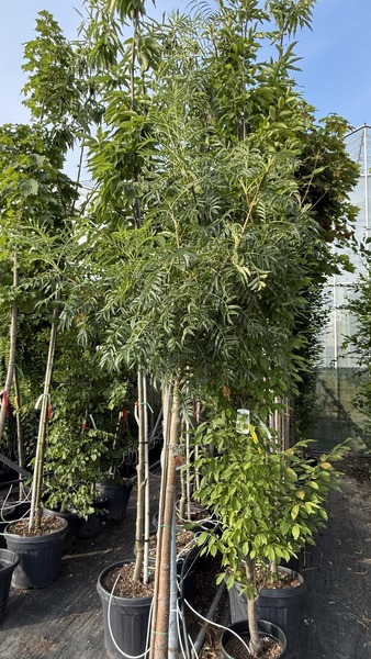 SORBUS CONMIXTA DODONG
