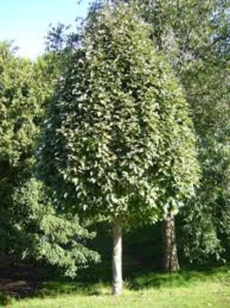 SORBUS INCANA