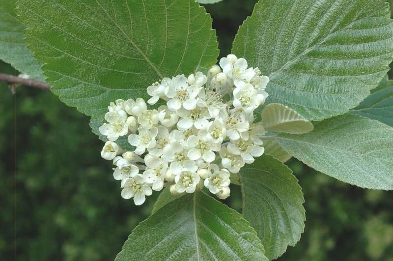SORBUS ROTUNDIFOLIA