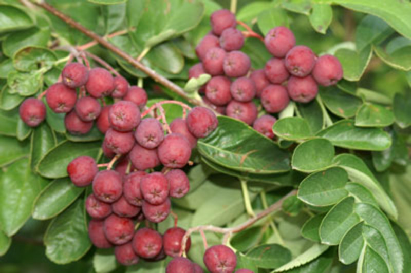 SORBUS TITAN