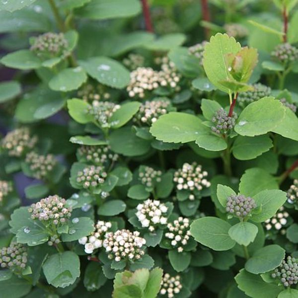 SPIRAEA BETULIFOLIA TOR