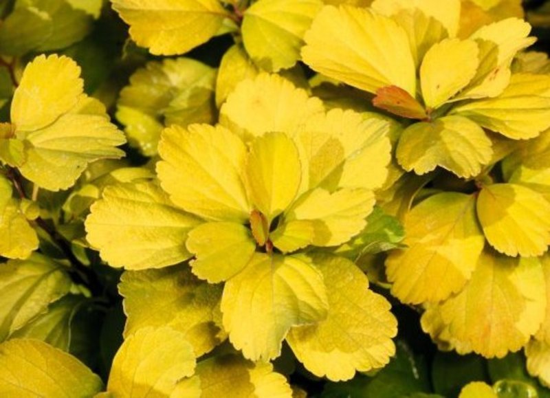 SPIRAEA BETULIFOLIA TOR GOLD