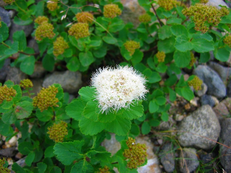 SPIRAEA BETUL. VAR. AEMILIANA
