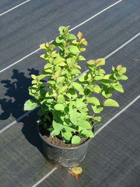 SPIRAEA BETUL. VAR. AEMILIANA