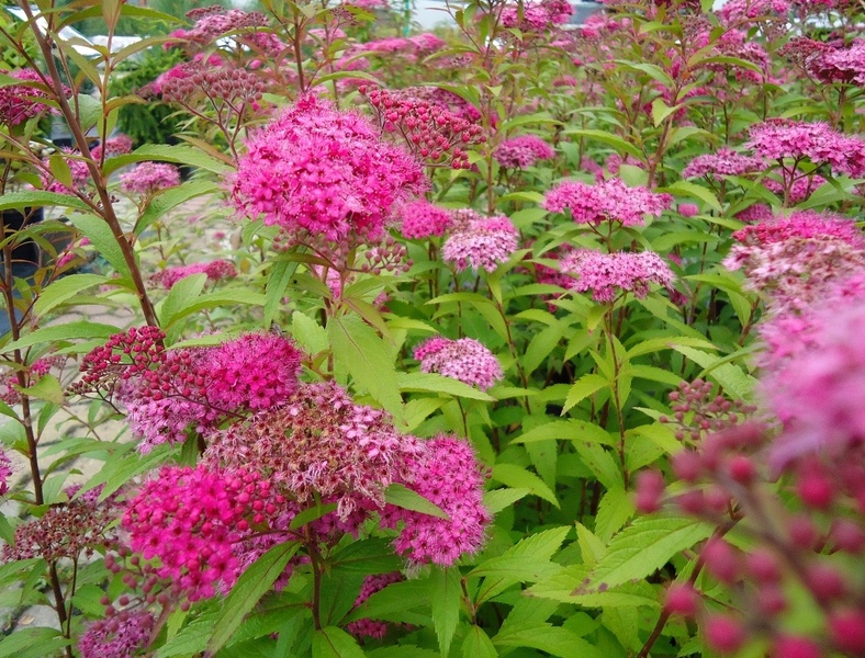 SPIRAEA BUMALDA ANTH. WATERER
