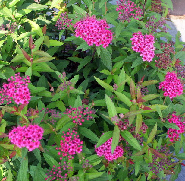 SPIRAEA BUMALDA ANTH. WATERER