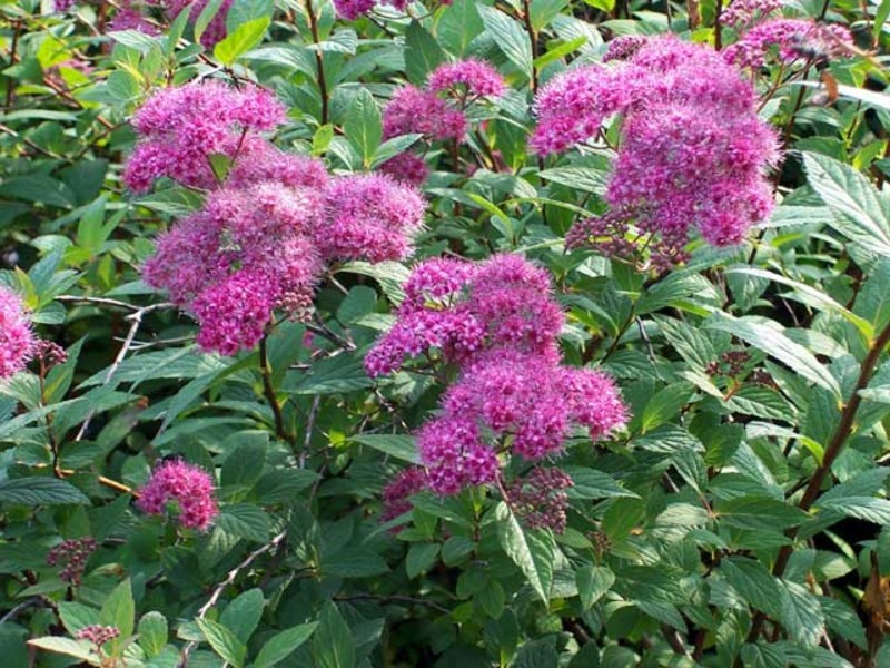 SPIRAEA BUMALDA ANTH. WATERER
