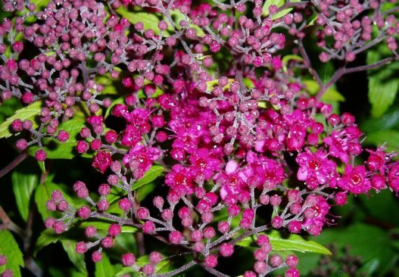 SPIRAEA BUMALDA ANTH. WATERER