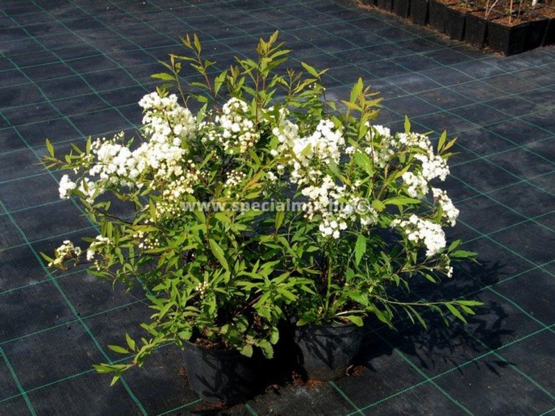 SPIRAEA CANTONIENSIS LANCEATA