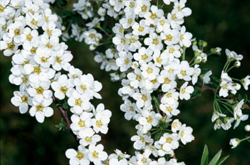 SPIRAEA CINEREA GREFSHEIM
