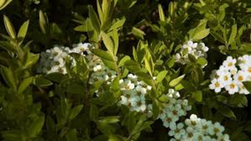SPIRAEA CINEREA GREFSHEIM