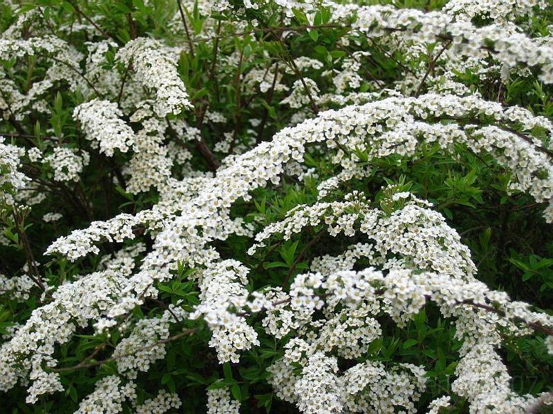 SPIRAEA CINEREA GREFSHEIM