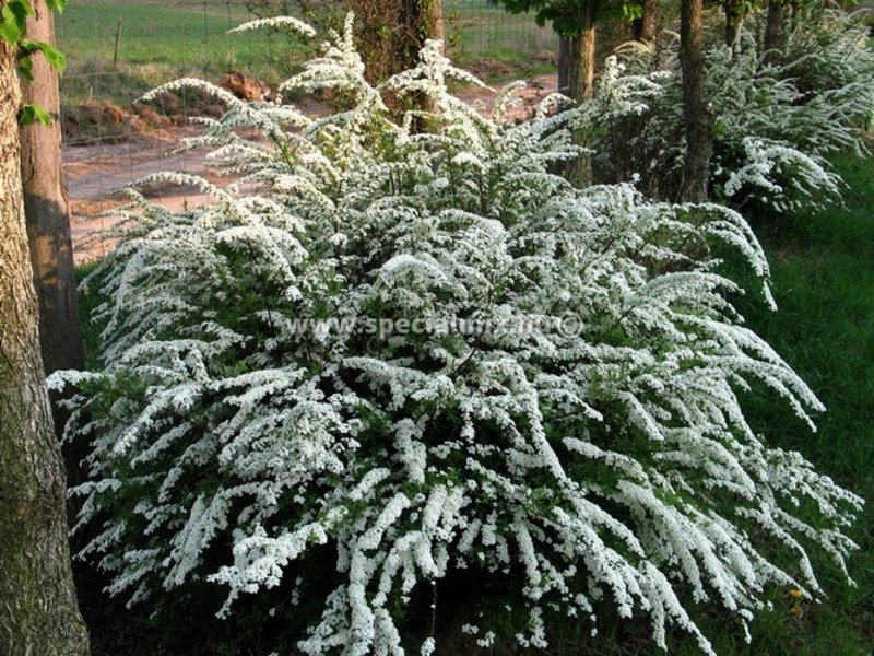 SPIRAEA CINEREA GREFSHEIM