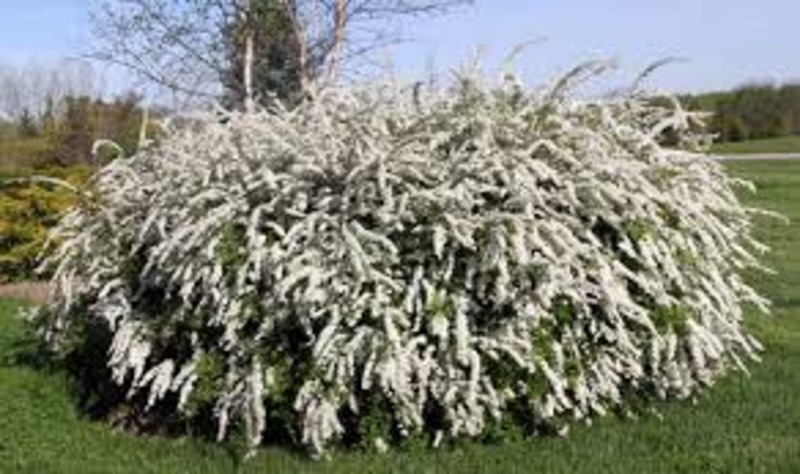 SPIRAEA CINEREA GREFSHEIM
