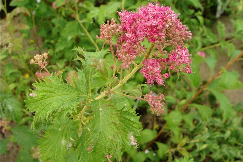SPIRAEA JAPONICA CRISPA